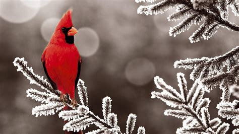 free cardinal wallpaper desktop.